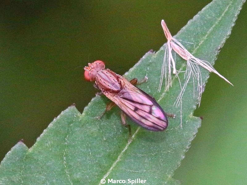 moschina da determinare: Opomyza cf. germinationis (Opomyzidae)